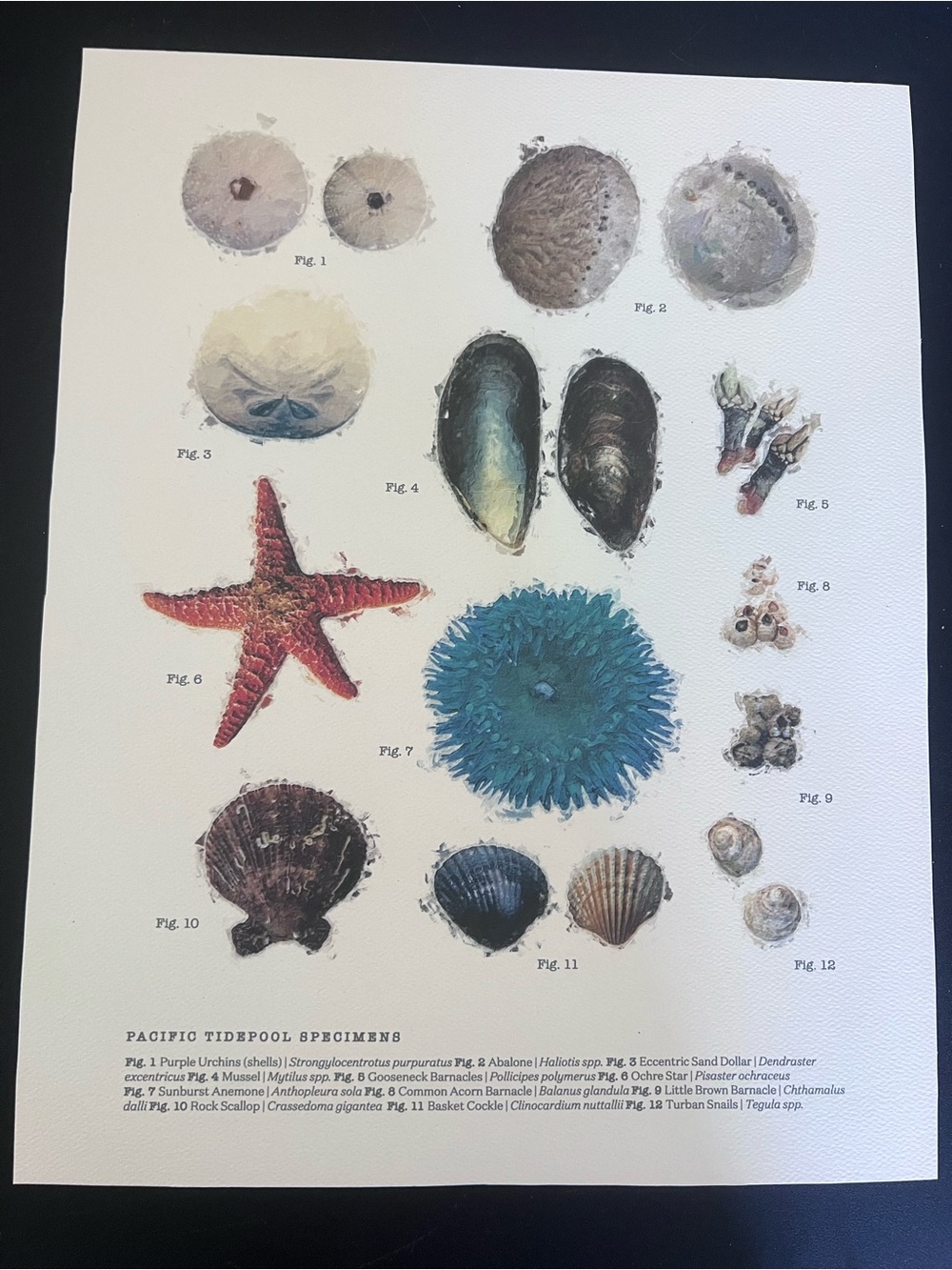 Coastal Specimens Art Print - Blue & Neutral paper